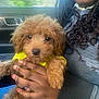dog, puppy, curly_hair, yellow_shirt, person, hand, braids, smile, car_interior, window, seat, casual_clothing, fingernails, closeup, pet, companion, indoor, natural_light, candid, cute