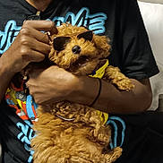 Boudreaux is registered to the contest to win money with this photo: dog, sunglasses, person, hand, fur, black_clothing, yellow_accessory, indoor, cute, pet, cuddling, relaxed, small_dog, curly_fur, black_hair, seated, portrait, casual, comfort, playful