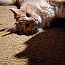 animal, carpet, cat, close_up, curious, cute, domestic, ears, eyes, feline, fluffy, fur, indoor, laying_down, light_colored, pet, relaxed, shadow, soft_light, whiskers