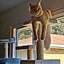 animal, cat, cat_tree, daylight, domestic, fluffy, furniture, home, house, indoor, long_fur, looking_down, orange_cat, pet, relaxed, resting, stretching, sunlight, vertical, window