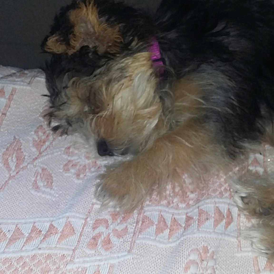 Chipie