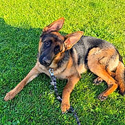 Maximus joined the competition — help win amazing prizes! german_shepherd, dog, puppy, grass, outdoor, pet, animal, leash, canine, laying_down, ears_up, greenery, sunlight, young_dog, adorable, nature, cute, portrait, playful, friendly