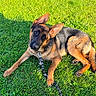 german_shepherd, dog, puppy, grass, outdoor, pet, animal, leash, canine, laying_down, ears_up, greenery, sunlight, young_dog, adorable, nature, cute, portrait, playful, friendly