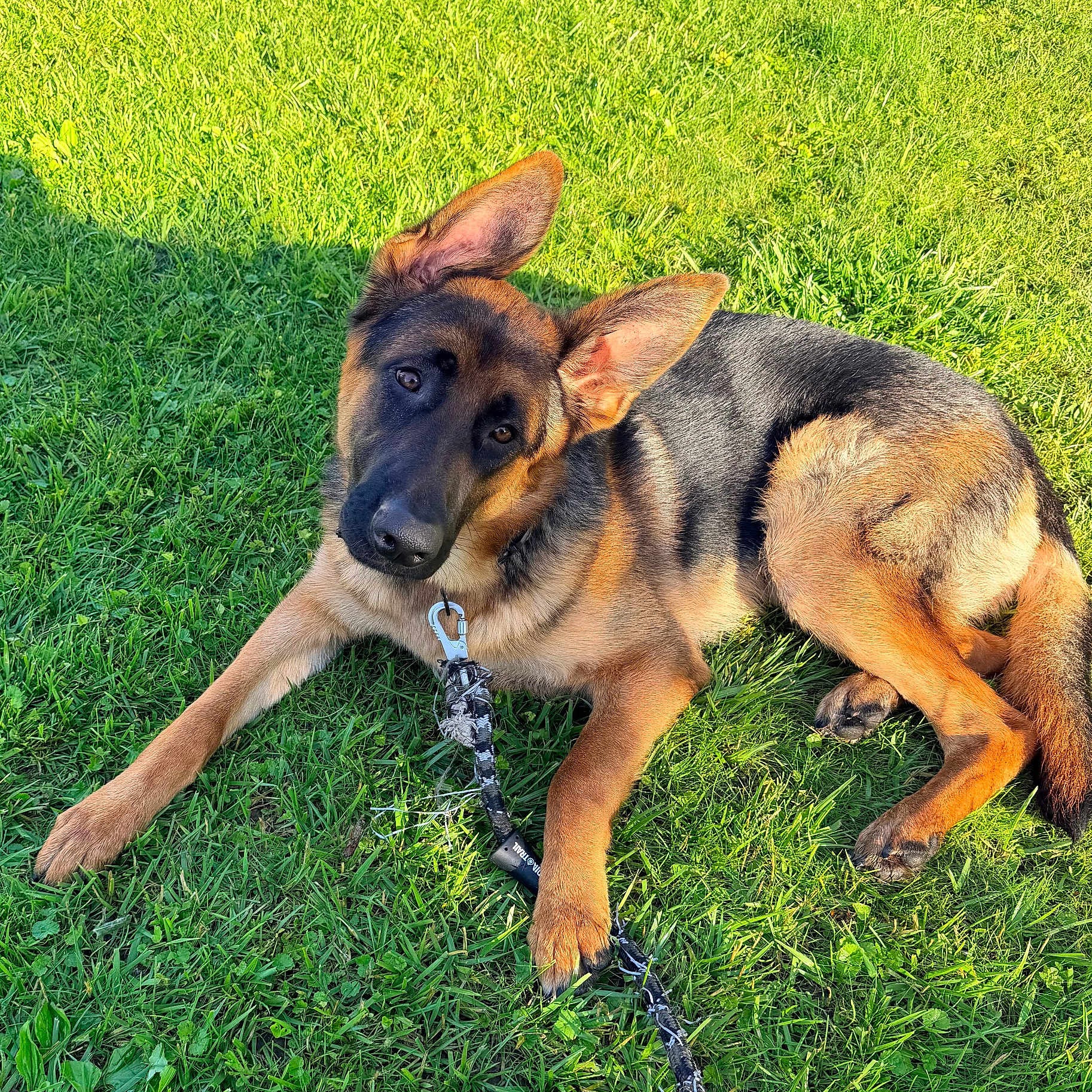 Maximus joined the competition — help win amazing prizes! german_shepherd, dog, puppy, grass, outdoor, pet, animal, leash, canine, laying_down, ears_up, greenery, sunlight, young_dog, adorable, nature, cute, portrait, playful, friendly