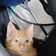 Ange a rejoint le concours — aidez-le/la à gagner de superbes lots ! kitten, cat, orange_cat, pet, animal, mesh, hammock, chair_frame, metal, indoor, closeup, fur, ears, whiskers, cute, young, face, curious, resting, feline