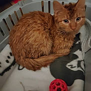 Tigrou participe au concours pour gagner de l'argent avec cette photo : cat, orange_cat, basket, blanket, toy, red_ball, mouse_toy, pet, indoor, fur, curled_up, cute, animal, whiskers, ears, eyes, cozy, resting, domestic_cat, feline