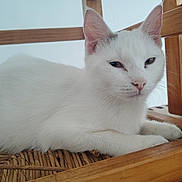 Stitch participe au concours pour gagner de l'argent avec cette photo : cat, white_cat, feline, pet, animal, indoor, resting, chair, wood, woven, relaxed, closeup, cute, domestic_animal, mammal, whiskers, ears, fur, sleepy, cozy
