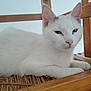 cat, white_cat, feline, pet, animal, indoor, resting, chair, wood, woven, relaxed, closeup, cute, domestic_animal, mammal, whiskers, ears, fur, sleepy, cozy
