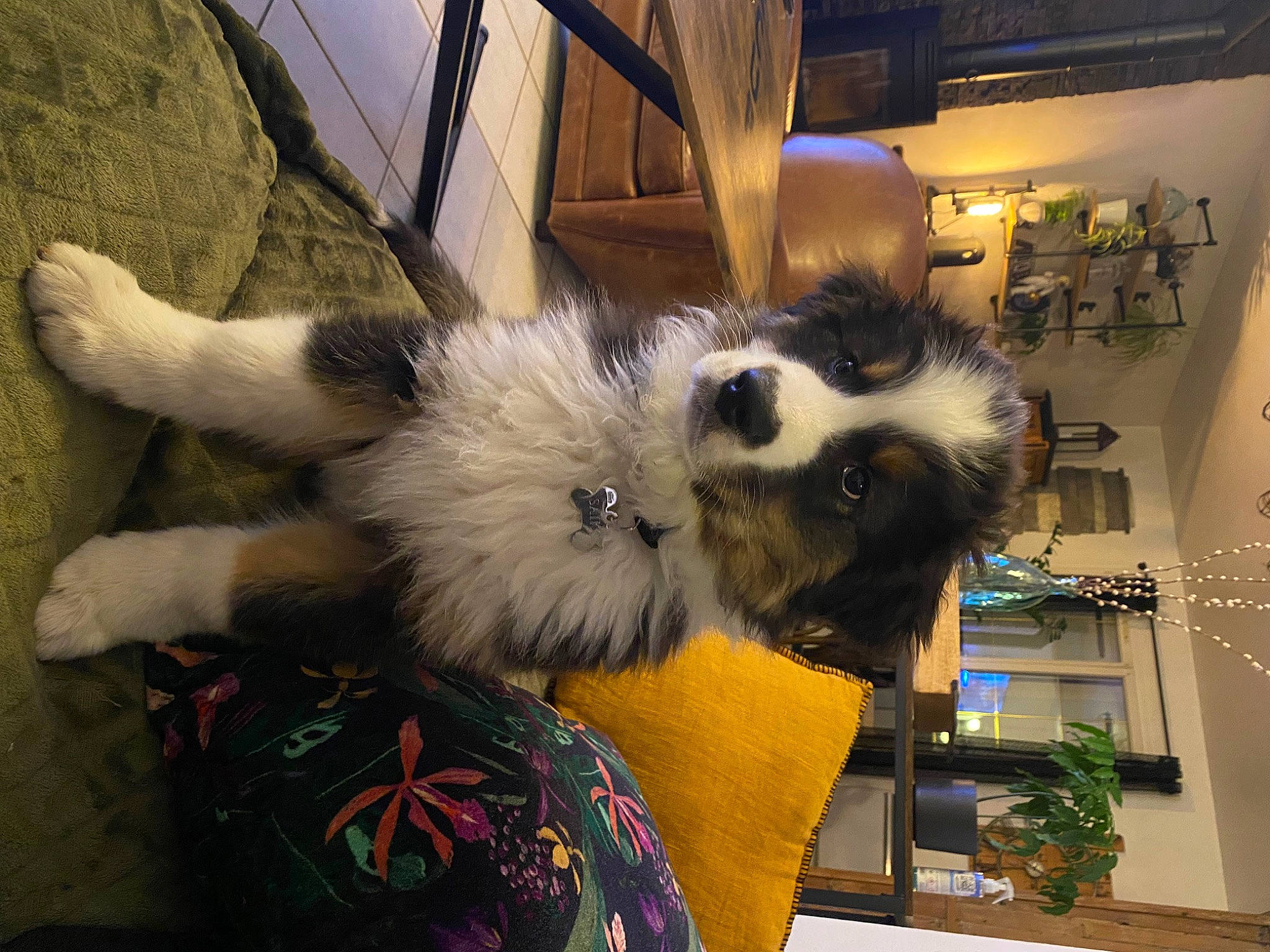 Saïko a rejoint le concours — aidez-le/la à gagner de superbes lots ! canidae, carnivore, companion_dog, dog_breed, felidae, flowerpot, fur, houseplant, natural_material, plant, small_to_medium_sized_cats, sporting_group, tail, whiskers