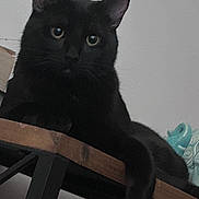 Ice joined the competition — help win amazing prizes! animal, black_cat, cat, companion, curious, cute, domestic_cat, ears, eyes, feline, fur, indoor, looking, mammal, pet, relaxed, resting, table, whiskers, wood