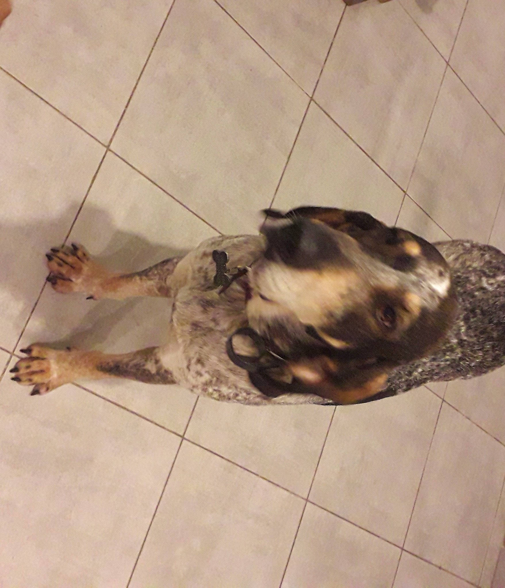 Mr Hubert a rejoint le concours — aidez-le/la à gagner de superbes lots ! canidae, carnivore, companion_dog, dog_breed, dress, fawn, felidae, floor, flooring, fur, hardwood, human_leg, mammal, metal, small_to_medium_sized_cats, snout, sporting_group, tail, terrestrial_animal, wood