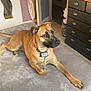 dog, bed, bedroom, furniture, dresser, clothing, door, floor, person, jeans, pet, collar, brown_dog, indoor, relaxed, animal, resting, light, shadow, furniture_handle