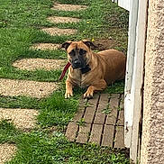 Sally participe au concours pour gagner de l'argent avec cette photo : dog, grass, pathway, stepping_stones, wooden_platform, building_wall, collar, outdoor, pet, animal, relaxed, lying_down, greenery, nature, small_flowers, curious, daylight, canine, quiet, peaceful