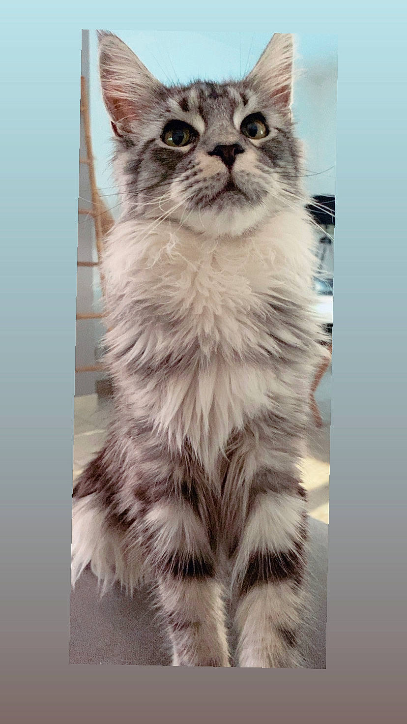 Unami a rejoint le concours — aidez-le/la à gagner de superbes lots ! art, carnivore, cat, domestic_short_haired_cat, felidae, fur, illustration, paw, rectangle, small_to_medium_sized_cats, tail, terrestrial_animal, whiskers, wildlife