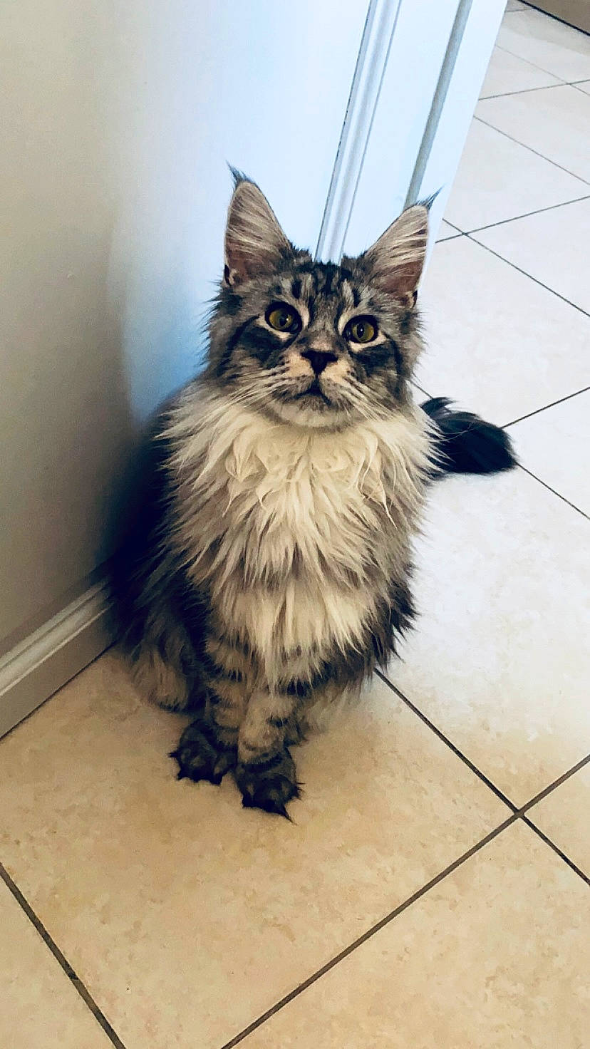 Unami a rejoint le concours — aidez-le/la à gagner de superbes lots ! british_longhair, carnivore, cat, claw, domestic_short_haired_cat, felidae, flooring, fur, maine_coon, metal, paw, sitting, small_to_medium_sized_cats, snout, tail, terrestrial_animal, whiskers, wood