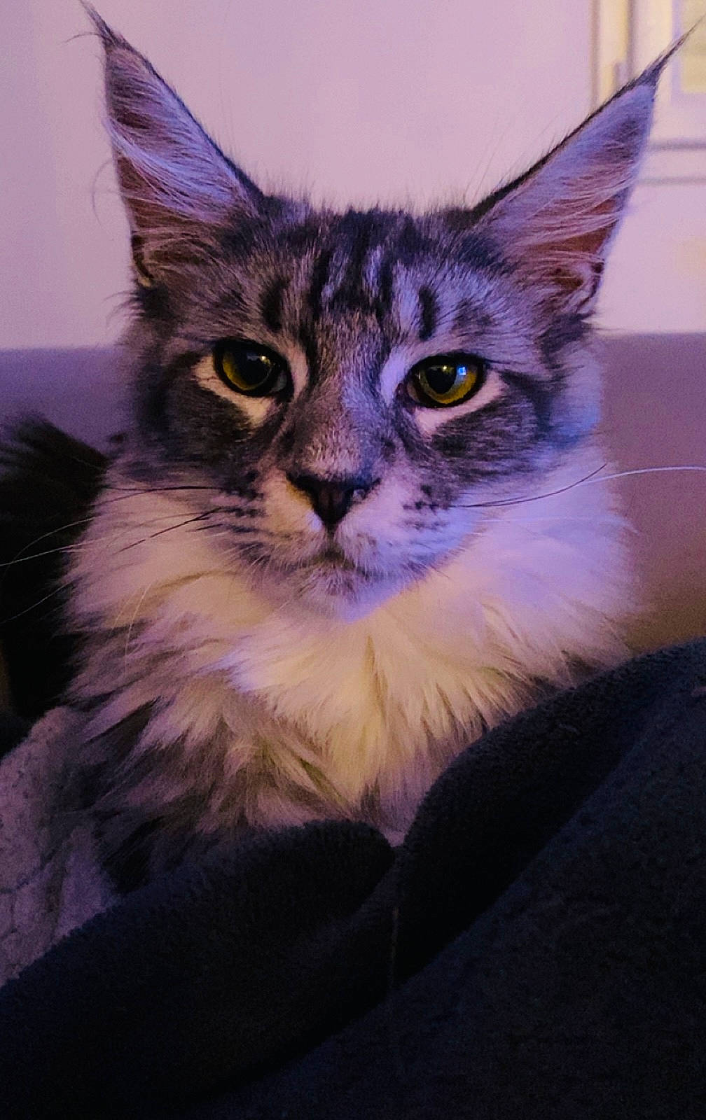 Unami participe au concours pour gagner de l'argent avec cette photo : box, carnivore, cat, comfort, domestic_short_haired_cat, door, electric_blue, felidae, fur, paw, sitting, small_to_medium_sized_cats, snout, tail, whiskers, window