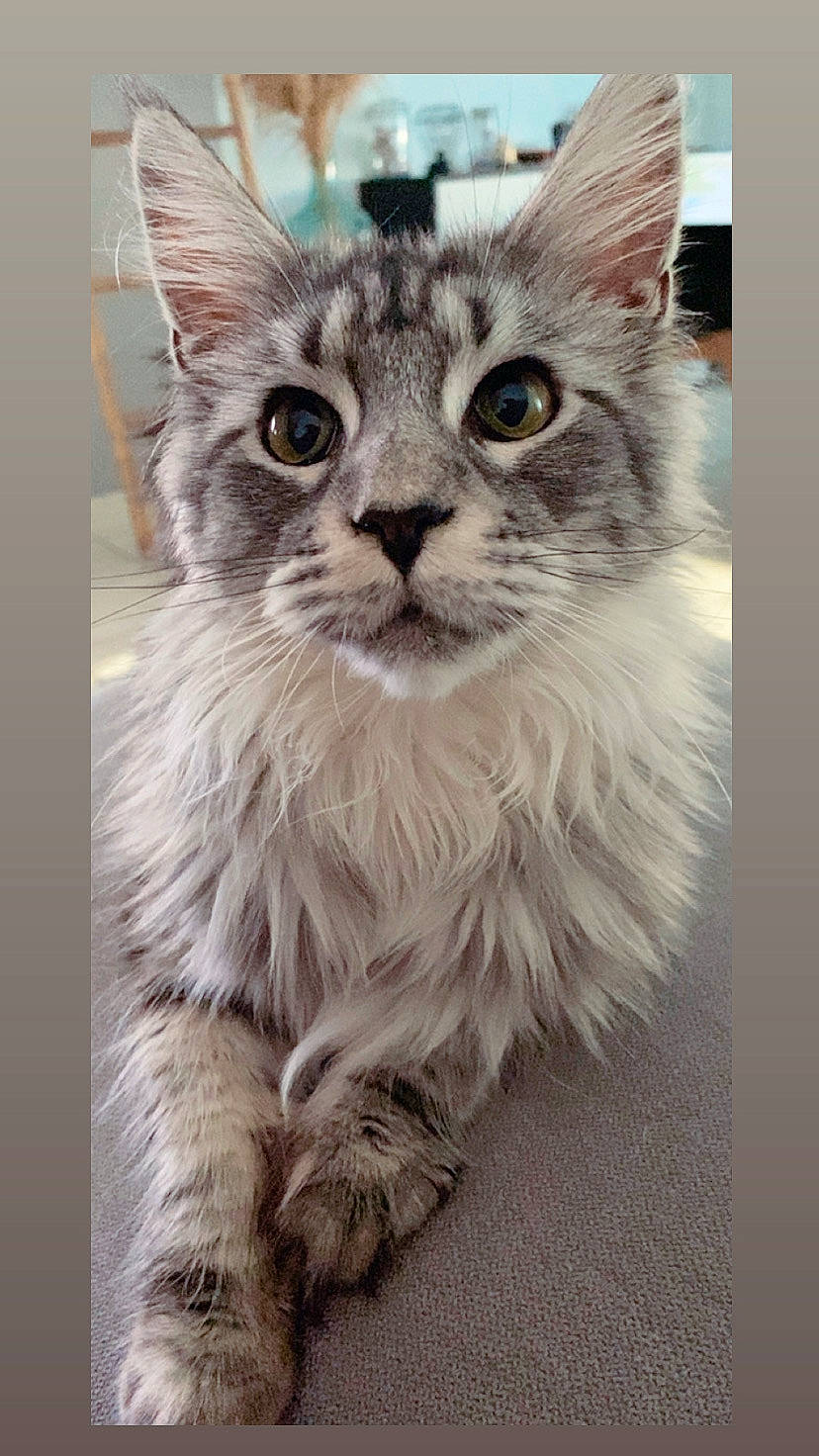 Unami participe au concours pour gagner de l'argent avec cette photo : box, carnivore, cat, claw, domestic_short_haired_cat, felidae, fur, maine_coon, paw, small_to_medium_sized_cats, snout, tail, terrestrial_animal, whiskers, window