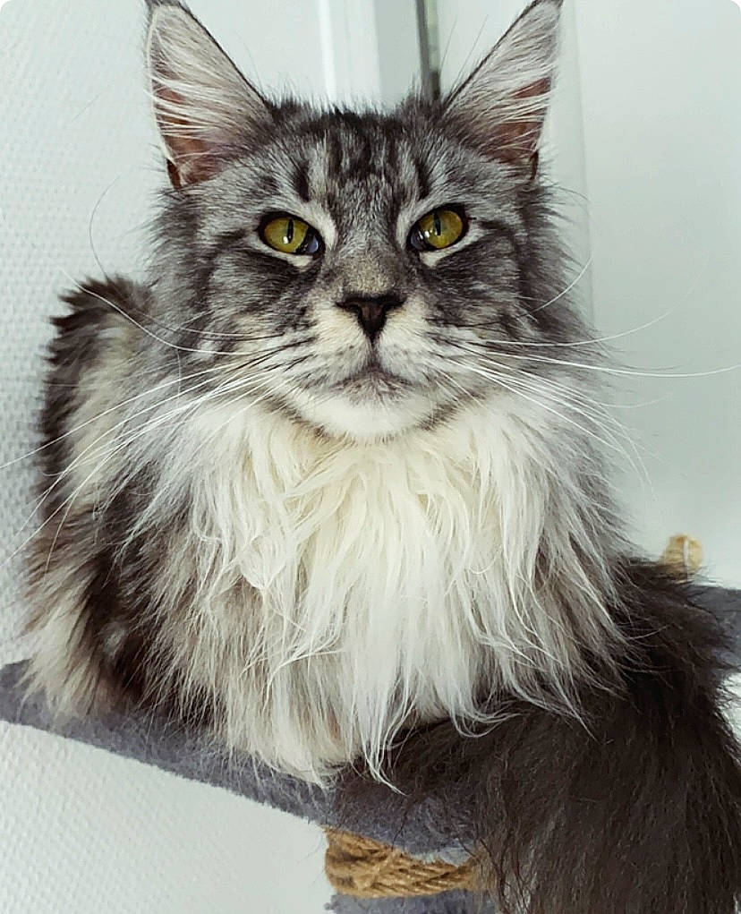 Unami participe au concours pour gagner de l'argent avec cette photo : box, british_longhair, carnivore, cat, claw, domestic_short_haired_cat, felidae, fur, paw, small_to_medium_sized_cats, snout, terrestrial_animal, whiskers, window