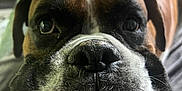 Axle joined the competition — help win amazing prizes! dog, boxer, close_up, face, pet, animal, hand, snout, ears, fur, whiskers, domestic_animal, brown, black, white, indoor, portrait, cute, friendly, canine