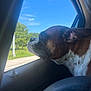 dog, car, window, outdoor, sky, trees, brown, white, pet, canine, animal, side_view, daylight, nature, road, relaxing, closeup, head, ears, tongue