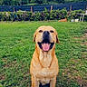 Aïko participe au concours pour gagner de l'argent avec cette photo : dog, golden_retriever, labrador, grass, smiling, tongue_out, outdoor, garden, fence, trees, cloudy_sky, happy, pet, canine, nature, sitting, greenery, playful, animal, daytime