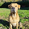 dog, outdoor, garden, grass, stone, sunlight, blue_sky, autumn, tree, leaves, nature, pet, canine, animal, sitting, portrait, daylight, watchful, mammal, background