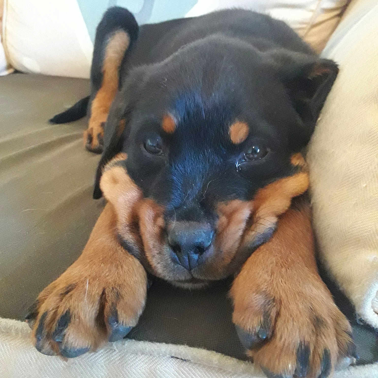 Tayson