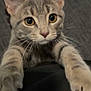 Nami is registered to the contest to win money with this photo: cat, kitten, gray_tabby, whiskers, paws, curious, close_up, indoor, pet, animal, feline, young, soft_focus, cute, claw, ears, eyes, portrait, playful, fur