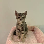 Nami is registered to the contest to win money with this photo: kitten, cat, tabby, gray, pet, feline, cute, animal, indoor, resting, plush, pink, bed, young, small, fur, whiskers, ears, paw, looking