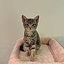 kitten, cat, tabby, gray, pet, feline, cute, animal, indoor, resting, plush, pink, bed, young, small, fur, whiskers, ears, paw, looking