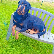 Roy participe au concours pour gagner de l'argent avec cette photo : rottweiler, dog, bench, grass, outdoor, pet, animal, fence, greenery, canine, park, resting, head_tilt, curious, daylight, nature, mammal, domestic_animal, leisure, portrait