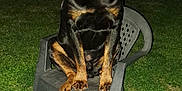 Roy participe au concours pour gagner de l'argent avec cette photo : dog, rottweiler, plastic_chair, grass, outdoor, night, flash, pet, animal, sitting, fence, tree, yard, canine, domestic_animal, evening, black_and_tan, mammal, guard_dog, portrait