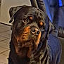 rottweiler, dog, pet, indoor, tile_floor, black_dog, brown_markings, canine, animal, face, portrait, fur, ears, nose, closeup, looking, companion, house, domestic, mammal