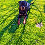 dog, rottweiler, grass, outdoor, sunlight, shadow, tree, flower, pet, animal, nature, summer, greenery, canine, relaxing, daytime, park, fence, mammal, leafy