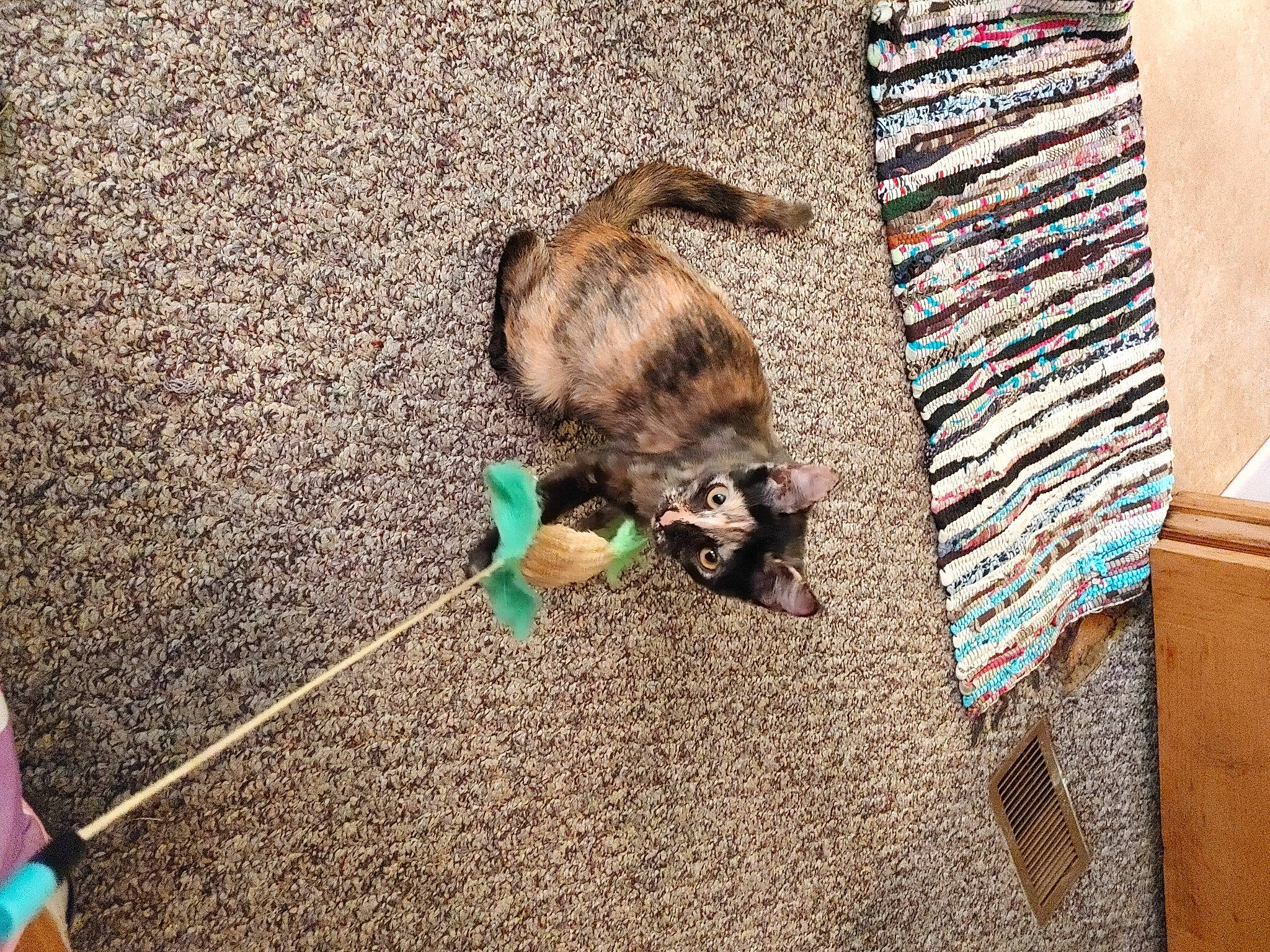 Nyx is registered to the contest to win money with this photo: canidae, carnivore, cat, dog_breed, domestic_short_haired_cat, fawn, felidae, flooring, fur, grass, paw, shadow, small_to_medium_sized_cats, soil, sporting_group, tail, terrestrial_animal, tints_and_shades, whiskers, wood