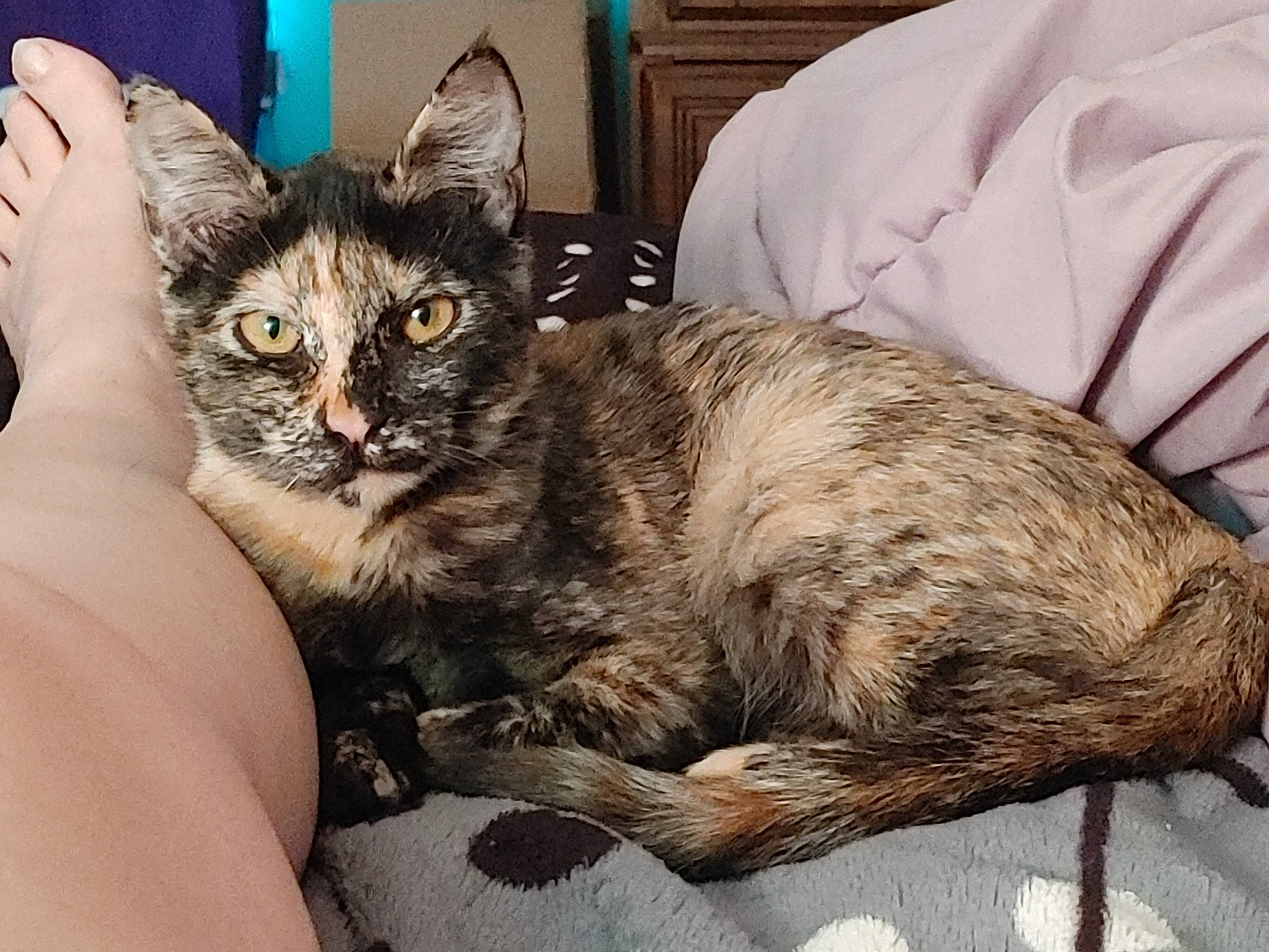 Nyx joined the competition — help win amazing prizes! carnivore, cat, claw, comfort, couch, domestic_short_haired_cat, felidae, fur, lap, paw, sitting, small_to_medium_sized_cats, snout, tail, whiskers