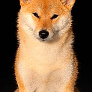 Arya a rejoint le concours — aidez-le/la à gagner de superbes lots ! dog, shiba_inu, portrait, pet, fur, whiskers, nose, ears, eyes, sitting, studio, black_background, close_up, canine, adorable, fluffy, animal, portrait_photography, groomed, expression