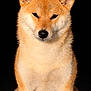 adorable, animal, black_background, canine, close_up, dog, ears, expression, eyes, fluffy, fur, groomed, nose, pet, portrait, portrait_photography, shiba_inu, sitting, studio, whiskers