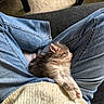 kitten, cat, sleeping, jeans, lap, cozy, indoor, feline, pet, rest, cute, furry, relaxing, casual, comfort, person, clothing, fabric, soft, home