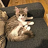 cat, kitten, gray_cat, white_cat, fluffy, couch, sofa, pillow, indoor, wood_floor, furniture, pet, animal, cute, relaxed, looking_at_camera, home, cozy, domestic, young_cat