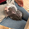 kitten, cat, pet, furry, fluffy, jeans, clothing, hand, lap, indoor, wooden_floor, person, cozy, cute, young_cat, resting, domestic_animal, curious, soft, casual