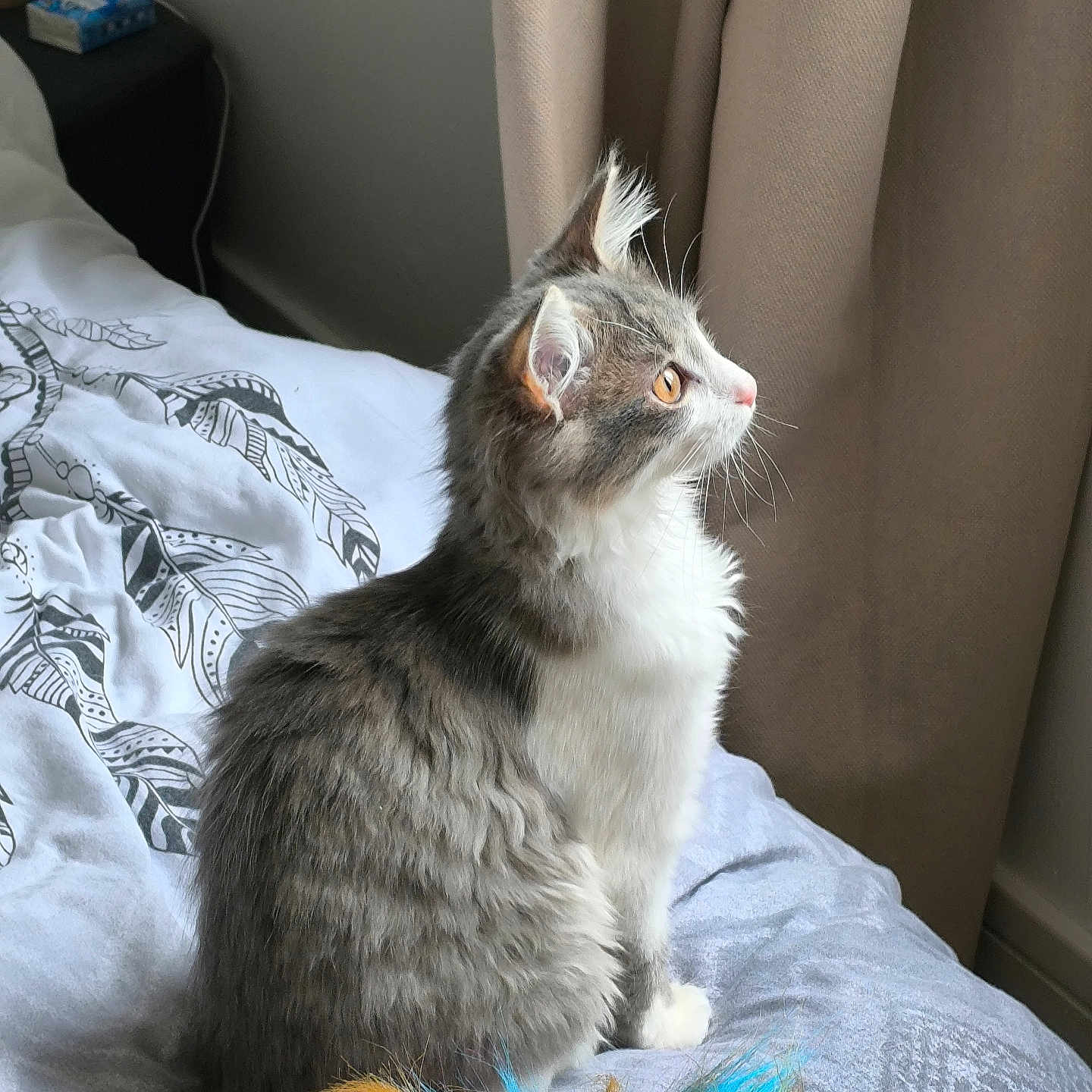 Alfie