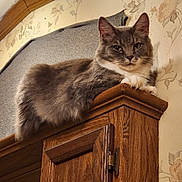 Sassy Sizemore is registered to the contest to win money with this photo: cat, fluffy, gray, white, indoor, wooden_cabinet, furniture, relaxed, loaf_position, animal, pet, whiskers, ears, face, fur, wallpaper, fabric, closeup, resting, domestic