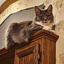 cat, fluffy, gray, white, indoor, wooden_cabinet, furniture, relaxed, loaf_position, animal, pet, whiskers, ears, face, fur, wallpaper, fabric, closeup, resting, domestic