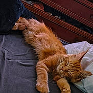 Kiara a rejoint le concours — aidez-le/la à gagner de superbes lots ! cat, orange_cat, sleeping, bed, blanket, furniture, wood, cozy, indoor, pet, animal, fur, relaxed, resting, cute, paw, whiskers, ears, soft, domestic