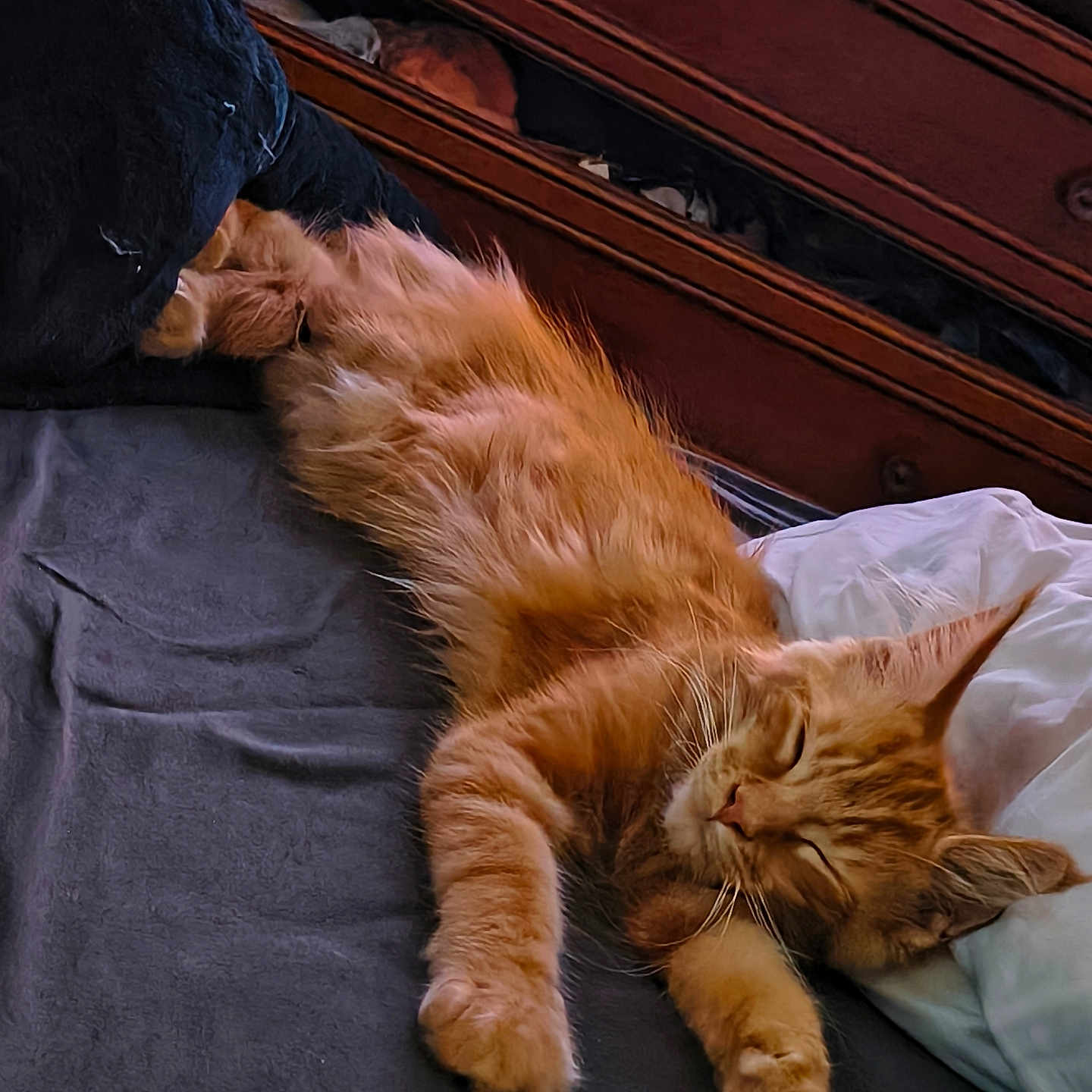 Kiara a rejoint le concours — aidez-le/la à gagner de superbes lots ! cat, orange_cat, sleeping, bed, blanket, furniture, wood, cozy, indoor, pet, animal, fur, relaxed, resting, cute, paw, whiskers, ears, soft, domestic
