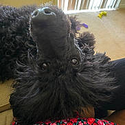 Lyla is registered to the contest to win money with this photo: dog, black_dog, fluffy, upside_down, pet, indoor, carpet, furniture, person, lap, curious, eyes, nose, fur, pattern, floral, clothing, relaxing, cozy, home