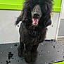 Lyla joined the competition — help win amazing prizes! dog, poodle, black_dog, pet, grooming, grooming_table, indoor, happy, smiling, fur, animal, canine, tongue_out, cute, companion, fur_trim, standing, pet_care, well_groomed, tail