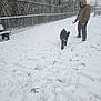person, dog, snow, winter, hoodie, gloves, fence, trees, snowball, grass, bench, outdoor, cold, playful, pet, canine, leisure, daylight, park, footprints