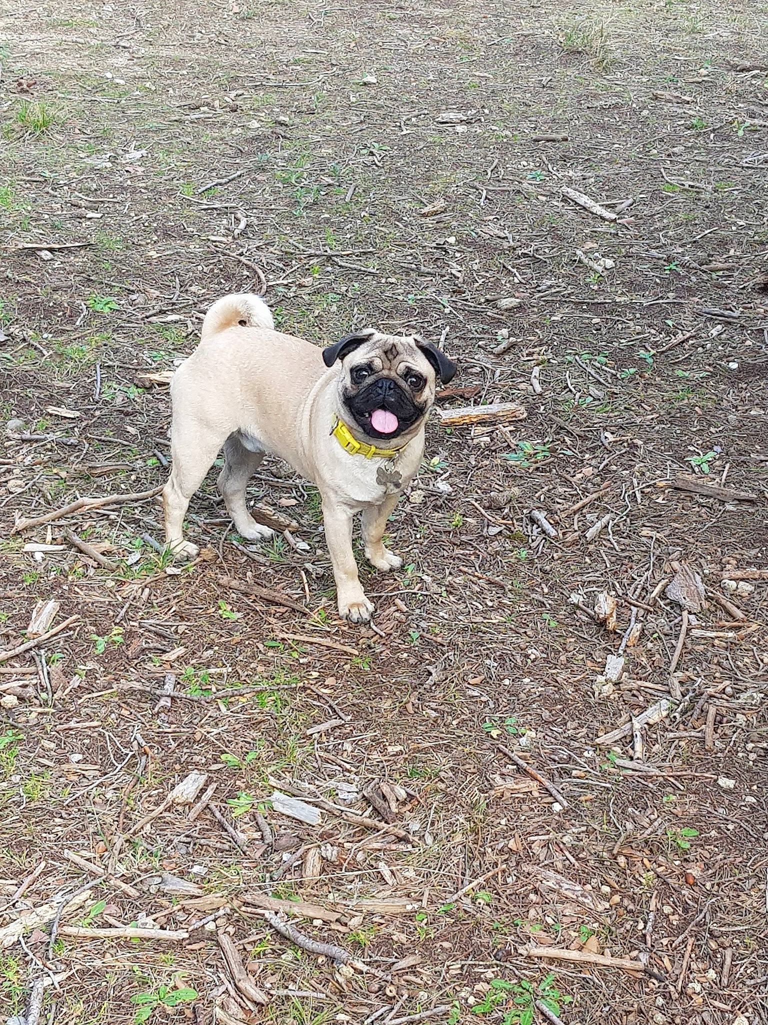 Pablo a rejoint le concours — aidez-le/la à gagner de superbes lots ! canidae, carnivore, companion_dog, dog, dog_breed, fawn, grass, mammal, plant, pug, snout, soil, tail, toy_dog